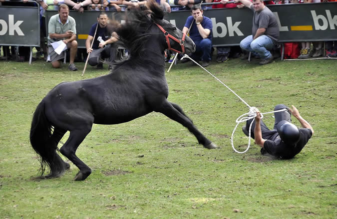 Fête de l'Asturcón