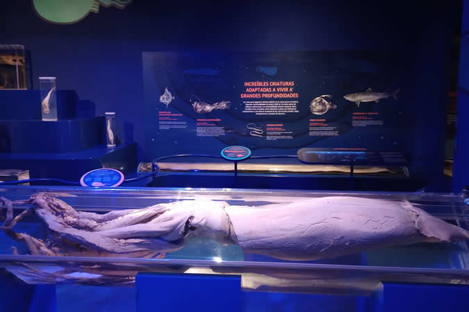 Museo del Calamar Gigante