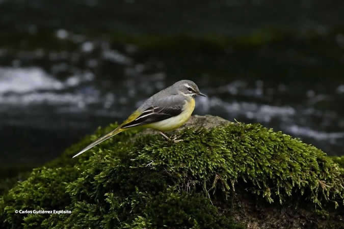 Sentier ornithologique de la rivière Güeña
