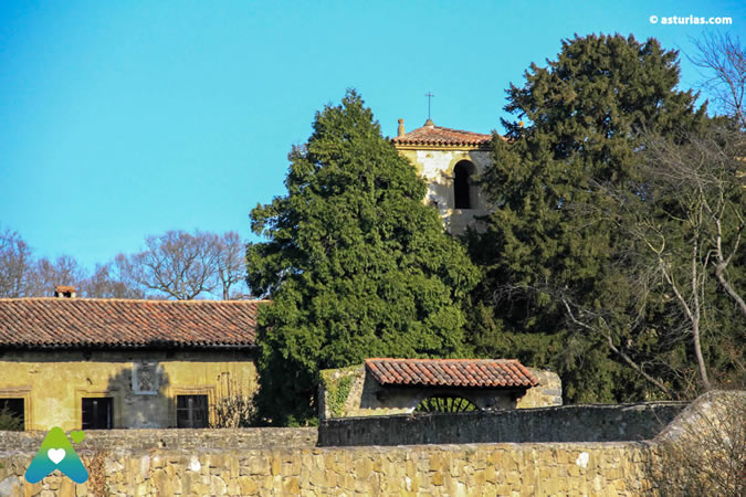 El tejo, un árbol milenario