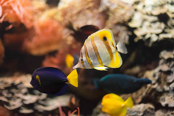 Gijón Aquarium