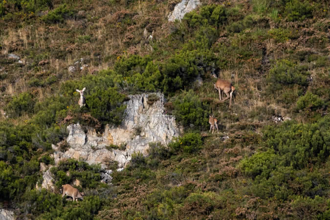 Berrea dans les Asturies