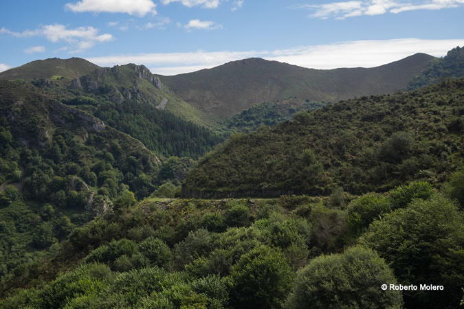 La forêt de Cea