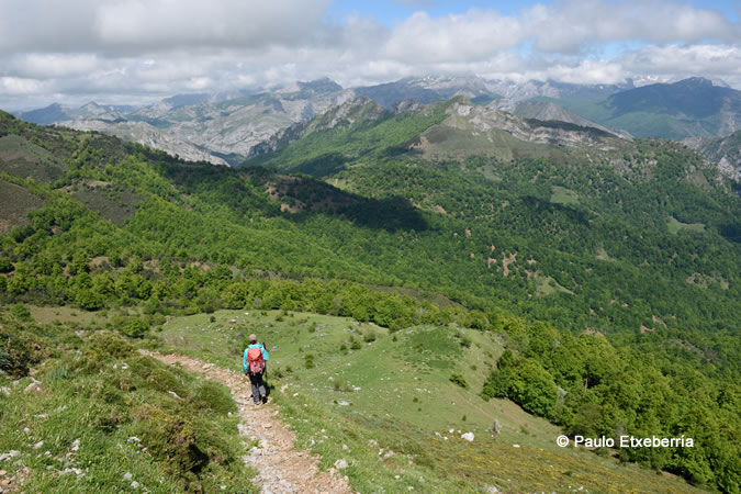 The Peloño forest