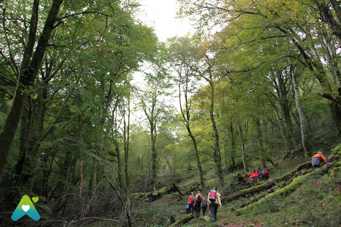 Die Wälder von Asturien