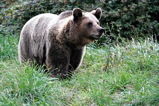 House of the Bear