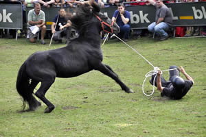 Fiesta del Asturcón