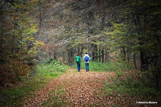 Hayedo de Monasterio de Hermo