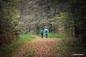 Hayedo de Monasterio de Hermo