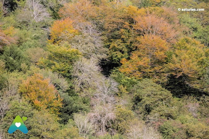 The beech forest of La Biescona