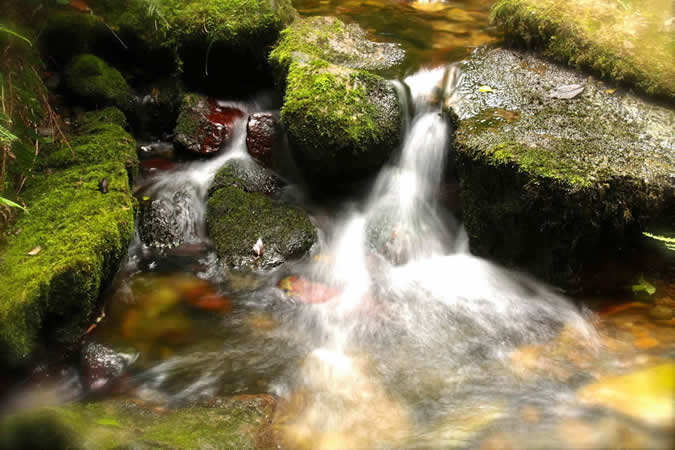 Forest of Muniellos