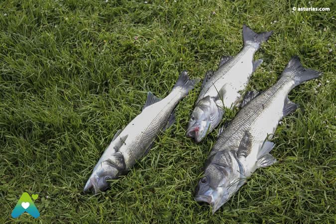 La pesca de la lubina