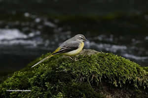 Senda ornitológica del río Güeña