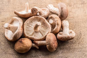 El bosque de Shiitake