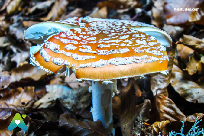 Pilze von Asturien