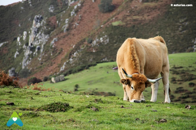 Asturian veal