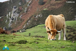 Ternera asturiana