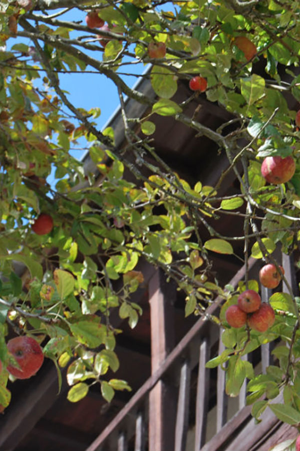 Visita guiada a un microllagar y la aldea tradicional de Llanes con degustación   