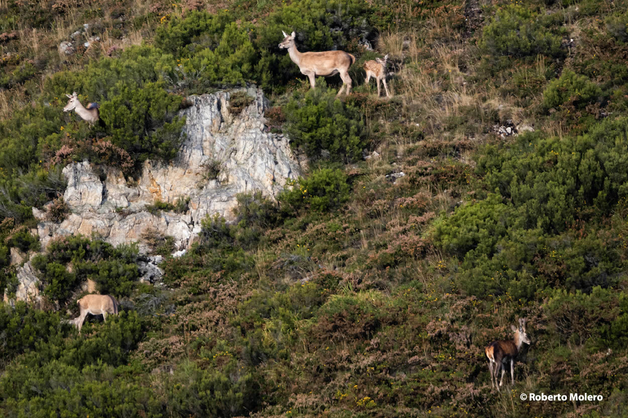 Rutas a la berrea Asturias 2025