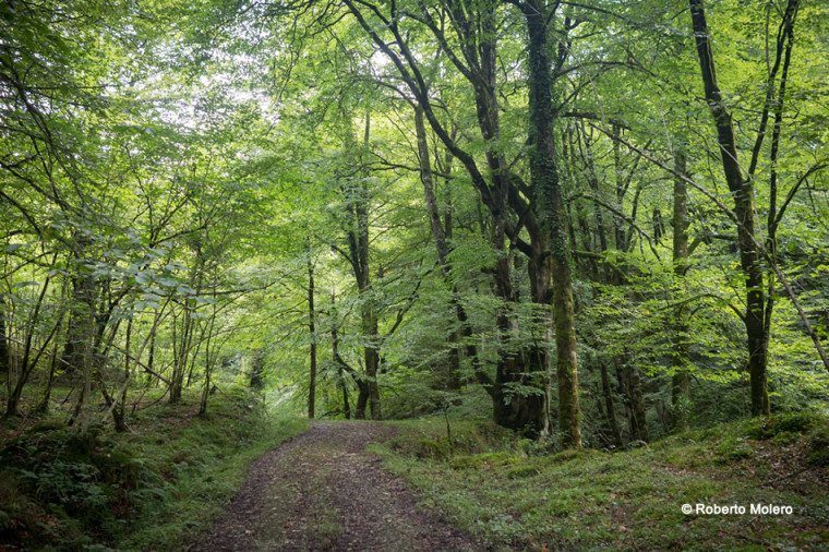 El bosque de Cea