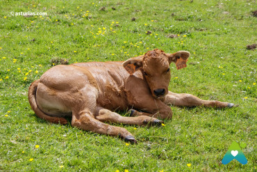 Asturian veal