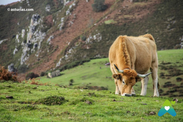 Die Sierra del Sueve