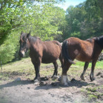 Casa de aldea El Collau