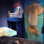 Museo del Calamar Gigante