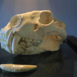 Centro de la Fauna Glacial