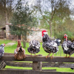 Actividades divertidas con niños en Onís