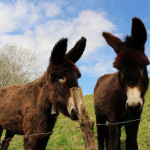 Actividades divertidas con niños en Onís