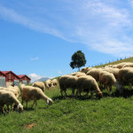 Ruta quesera por Benia de Onís