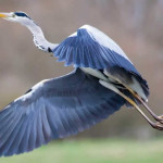 Senda ornitológica del río Güeña