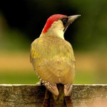 Senda ornitológica del río Güeña