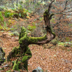 Hayedo de Monasterio de Hermo