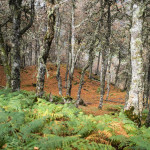 Hayedo de Monasterio de Hermo