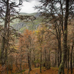 Hayedo de Monasterio de Hermo