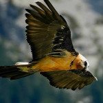 Ruta guiada pastores y biodiversidad