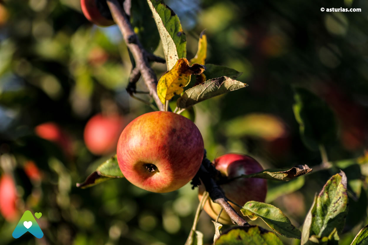 XXXV Festival de la Manzana 2025