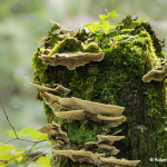 Teverga, qué ver y hacer