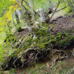 Hayedo de Montegrande