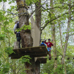 Aventura en los árboles