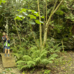 Aventura en los árboles