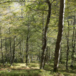 Ruta a la Vega Pociellu