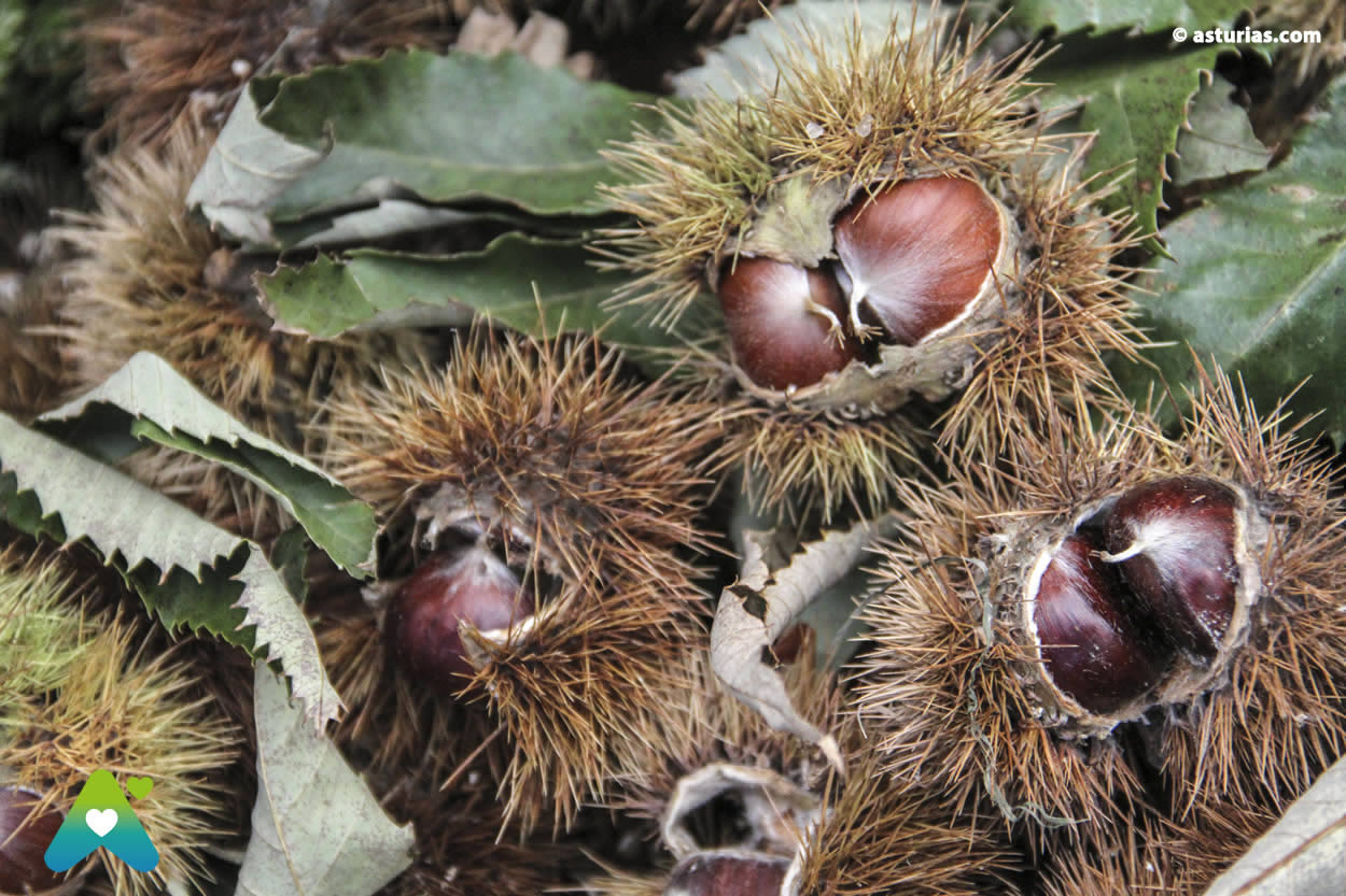 Amagüestos en Asturias 2025