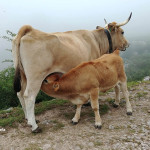 Ruta al Mirador de Ordiales