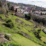 Tineo