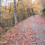 BTT bosque de Peloño