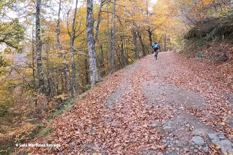 BTT bosque de Peloño